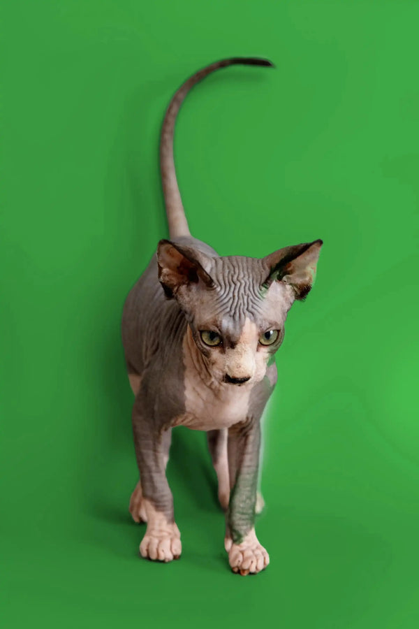 Meet Donna, the adorable Sphynx kitten with big ears and unique wrinkled skin