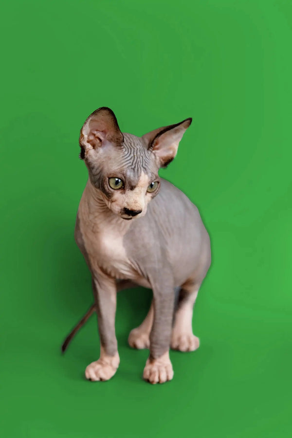 Meet Donna, a playful Sphynx kitten with wrinkled skin and big ears, your wonderful companion!