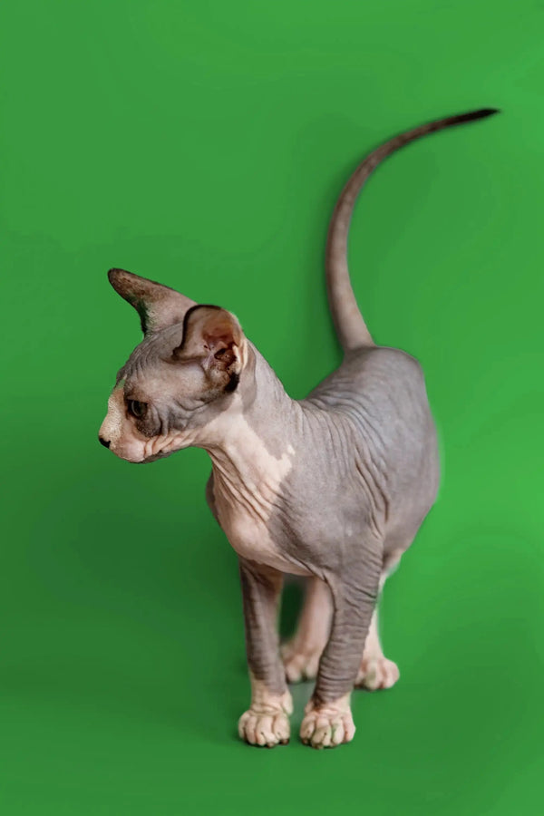 Meet Donna, the adorable Sphynx kitten with unique wrinkled skin on a green backdrop