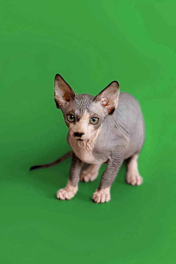 Meet Donna, a charming Sphynx kitten with wrinkled skin and big ears, your wonderful companion