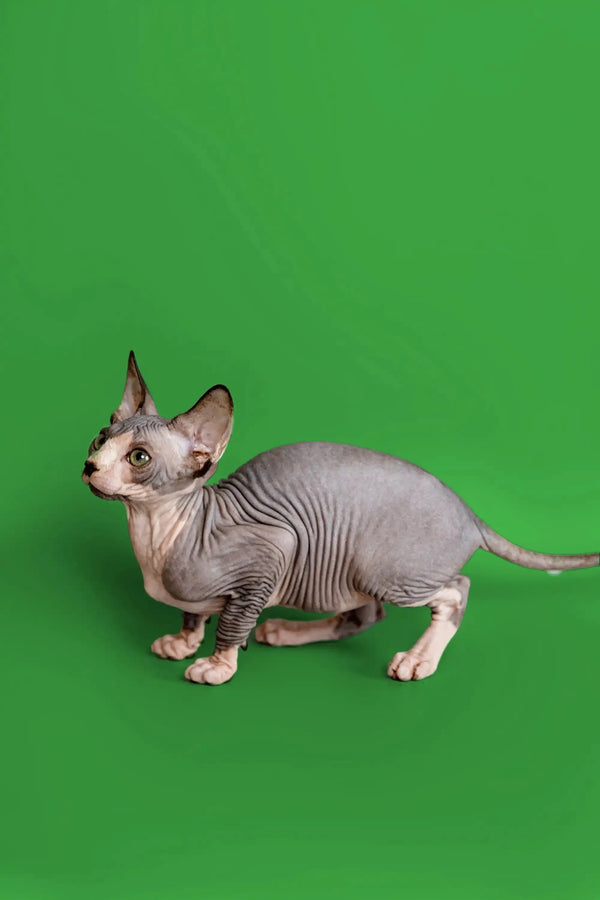 Meet Donna, the adorable Hairless Sphynx Kitten with wrinkled skin on a green backdrop