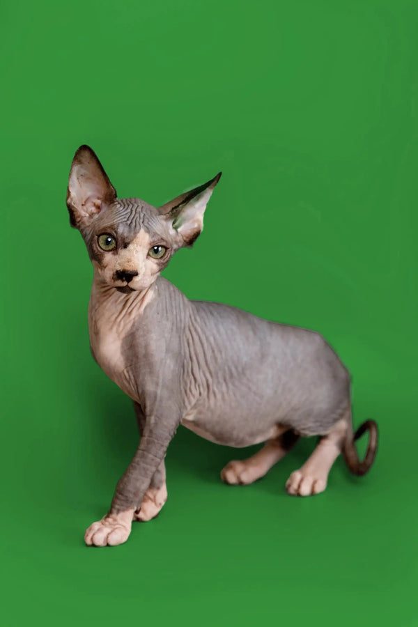 Meet Donna, the adorable Sphynx kitten with wrinkled skin and big ears, your wonderful companion