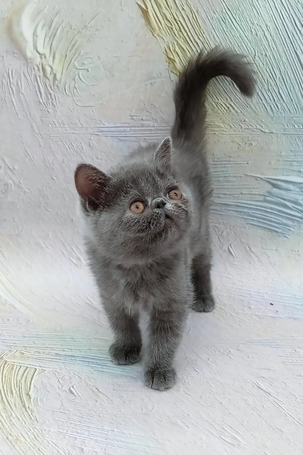 Dora | exotic shorthair kitten