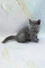 Dora | exotic shorthair kitten