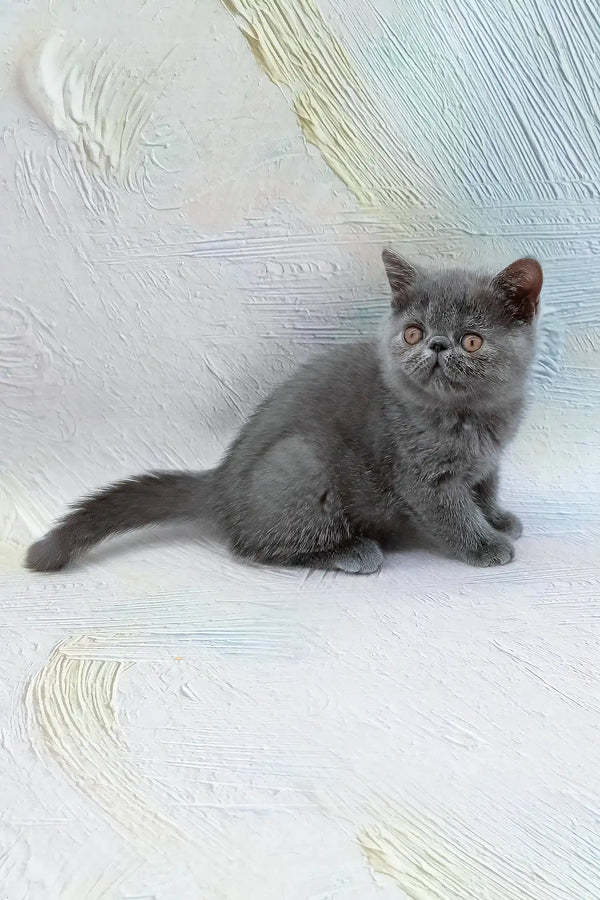 Dora | exotic shorthair kitten