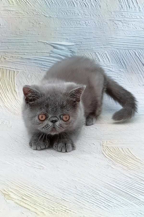 Dora | exotic shorthair kitten