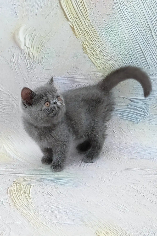 Dora | exotic shorthair kitten