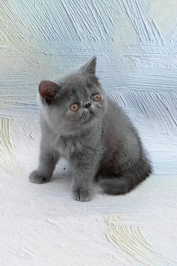 Dora | exotic shorthair kitten