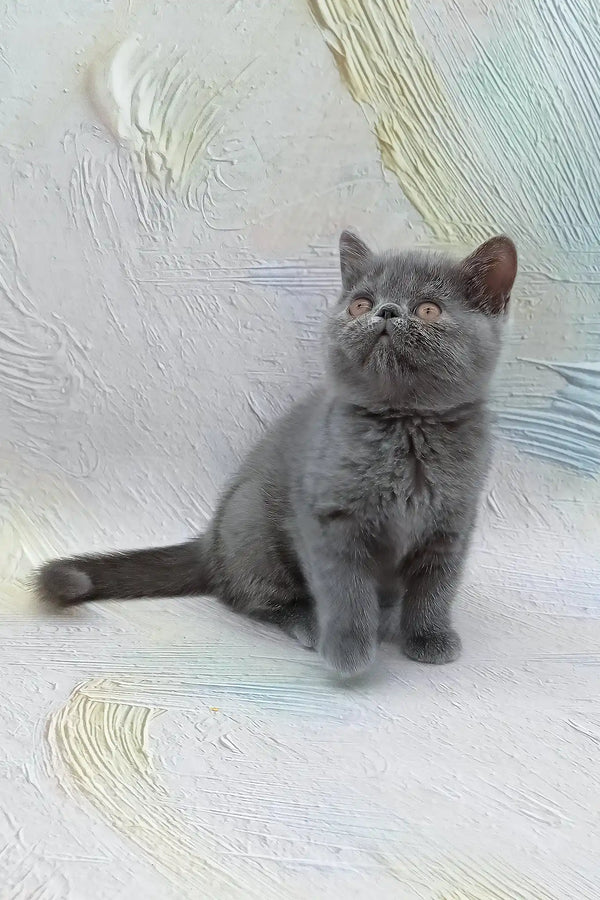 Dora | exotic shorthair kitten