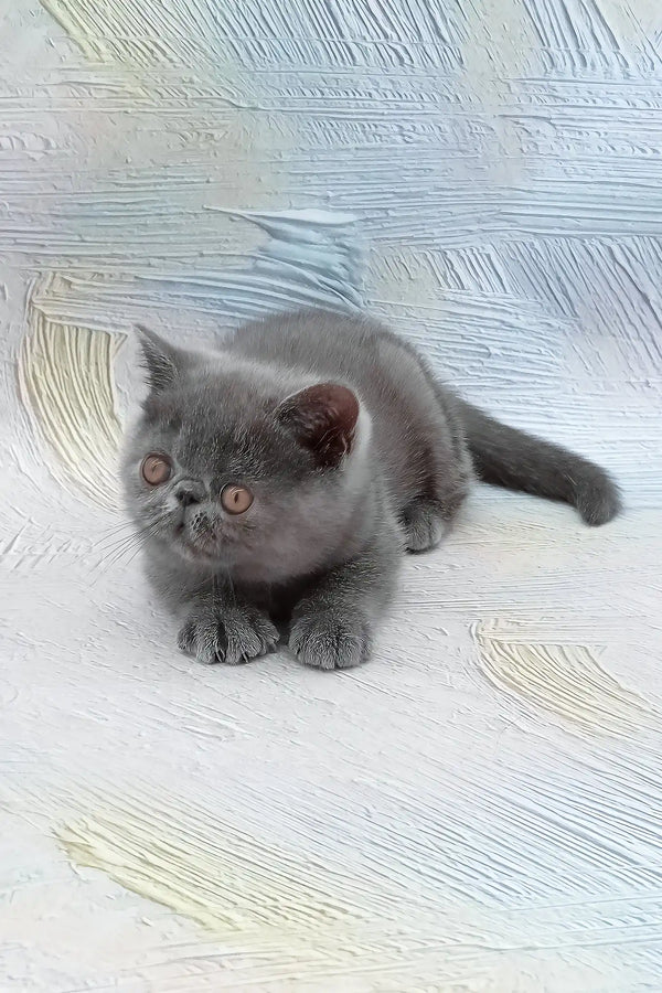 Dora | exotic shorthair kitten