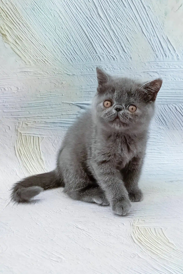 Dora | exotic shorthair kitten