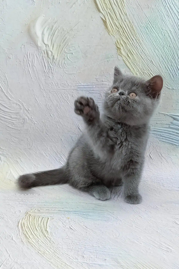 Dora | exotic shorthair kitten