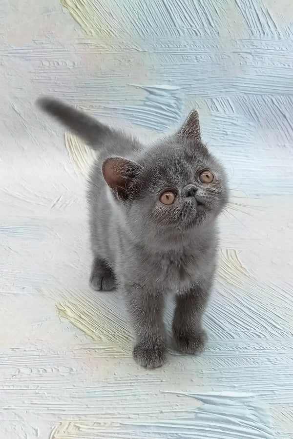 Dora | exotic shorthair kitten