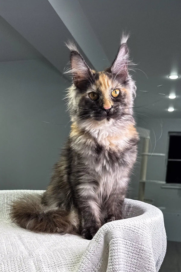 Fluffy Maine Coon kitten Dorothy with golden eyes and cute ear tufts