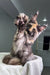 Fluffy calico cat standing tall on hind legs with paws raised for Dorothy | Maine Coon Kitten