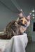 Tortoiseshell Maine Coon kitten Dorothy with fluffy fur on light gray fabric