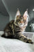 Adorable Maine Coon kitten Dory with ear tufts and stunning tabby markings