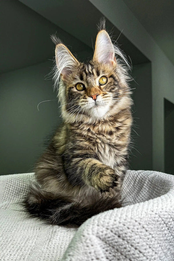 Adorable Maine Coon kitten Dory with fluffy fur and stunning golden eyes