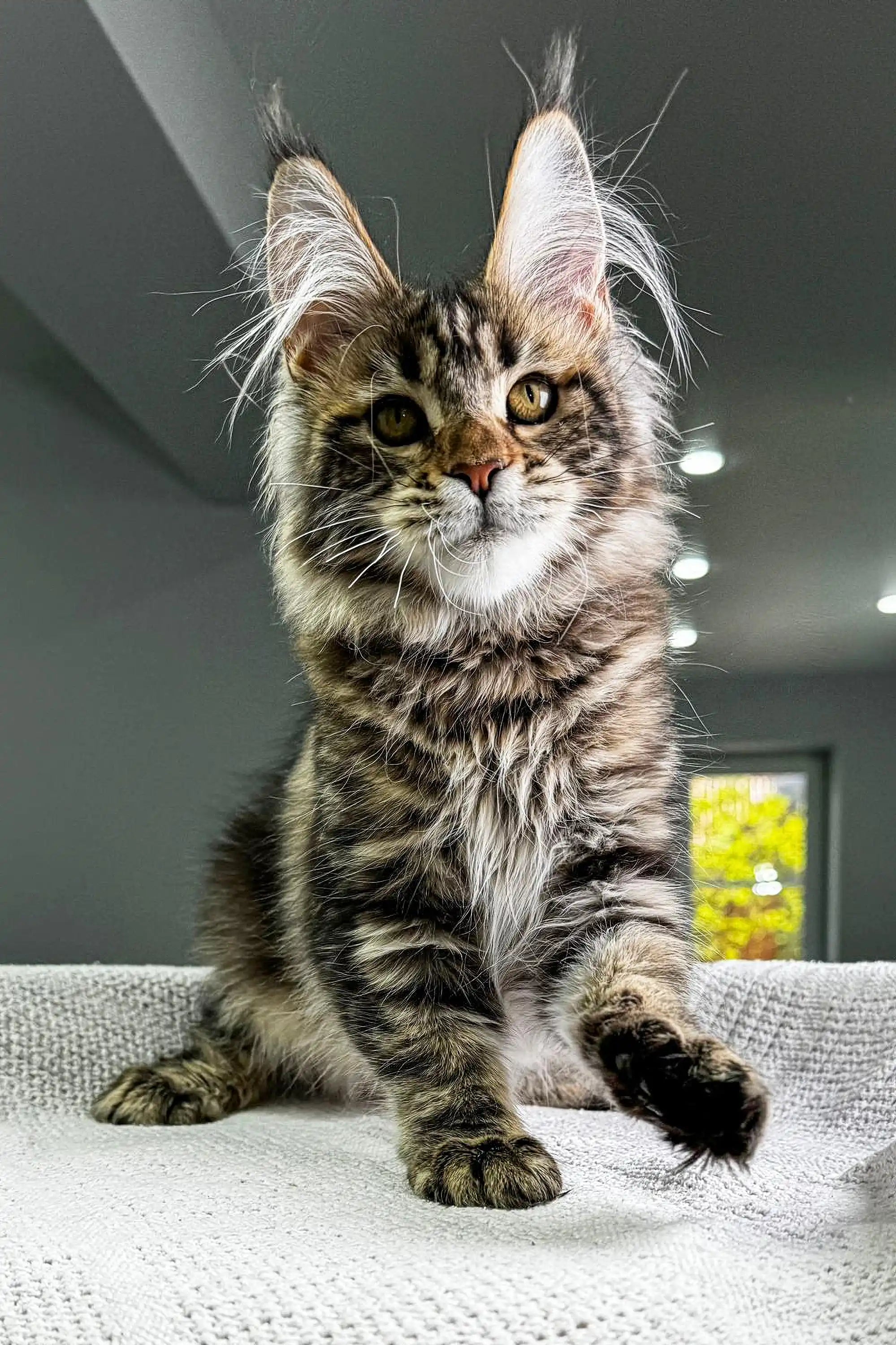 Maine Coon Kittens for Sale Dory | Kitten