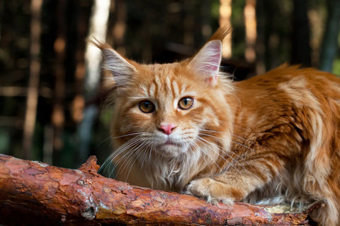 Can Maine Coon Cats Thrive Indoors? Essential Tips