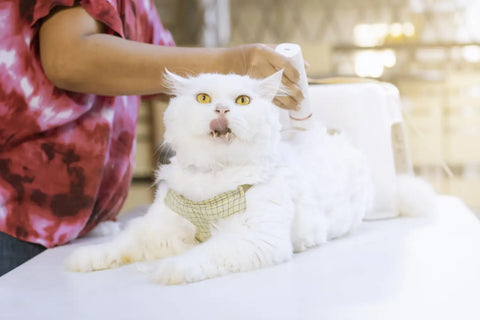 Top Care Tips Every Persian Cat Owner Must Know