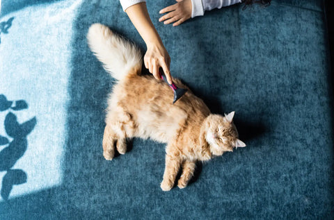 Best Grooming Practices for Persian Cats: Maintaining