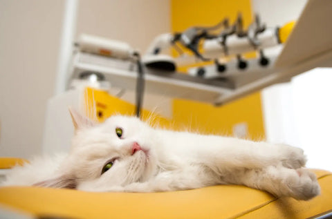 Top Care Tips Every Persian Cat Owner Must Know