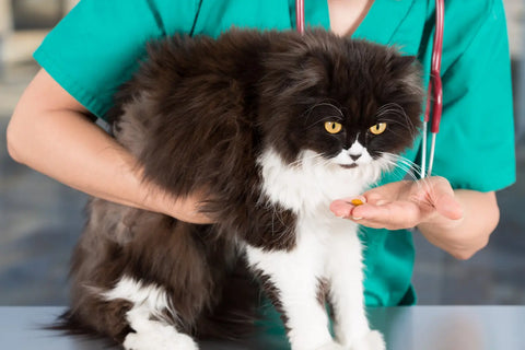 Top Care Tips Every Persian Cat Owner Must Know