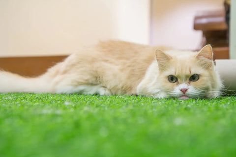 The fascinating history of munchkin cats: evolution a unique breed