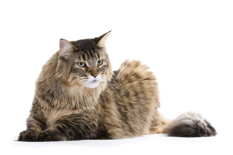 A Guide to Understanding Maine Coon Cat Body Language