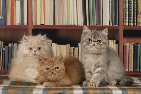 A Complete Buyer’s Guide on Exotic Shorthair Kittens