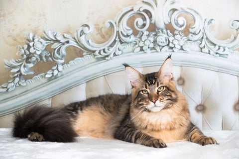 A Guide to Understanding Maine Coon Cat Body Language