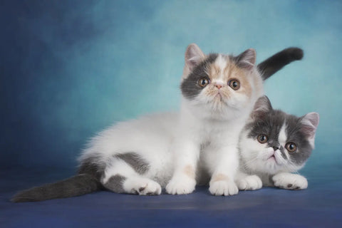 A Complete Buyer’s Guide on Exotic Shorthair Kittens