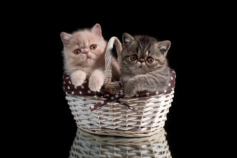 A Complete Buyer’s Guide on Exotic Shorthair Kittens