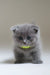 Gray Scottish Fold kitten named Drogo wearing a cute beaded collar