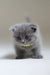 Gray Scottish Fold kitten named Drogo looking adorable and playful