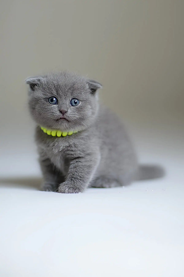 Cute gray Scottish Fold kitten Drogo wearing a bright yellow collar