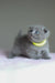 Gray Scottish Fold kitten named Drogo wearing a cute yellow collar