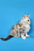 Maine Coon Kittens for Sale Duglas | Kitten