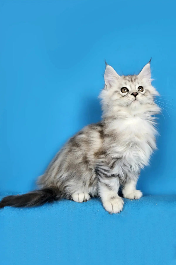 Maine Coon Kittens for Sale Duglas | Kitten