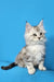 Fluffy gray and white Maine Coon kitten with pointed ears and big eyes