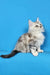 Fluffy gray and white Maine Coon kitten sitting and looking up adorably