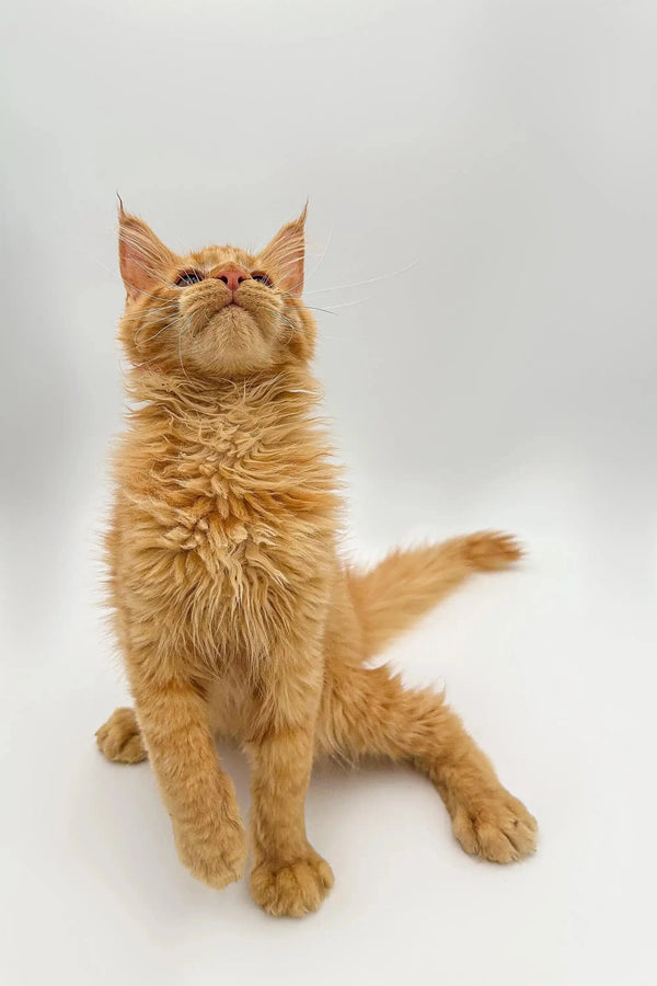 Fluffy orange Maine Coon kitten Duke sitting upright with a cute head tilt