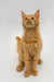 Ginger-colored Maine Coon kitten Duke sitting upright with an alert expression