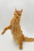 Orange tabby cat standing on hind legs, showcasing a playful Maine Coon kitten vibe