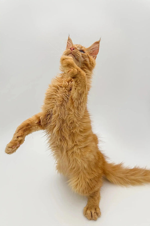 Orange tabby cat standing on hind legs, showcasing a playful Maine Coon kitten vibe
