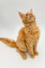 Orange tabby cat sitting upright, perfect for a Maine Coon kitten product