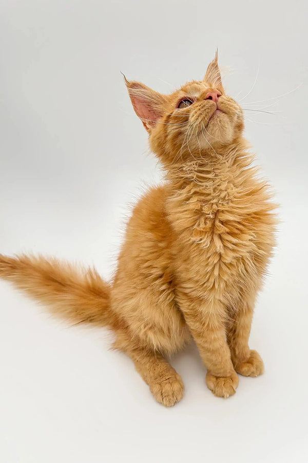Orange tabby cat sitting upright, perfect for a Maine Coon kitten product