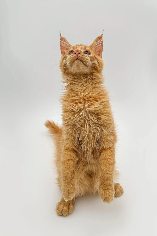 Orange tabby cat alertly sitting, showcasing the playful spirit of a Maine Coon kitten