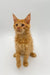 Adorable Orange Tabby Maine Coon Kitten with Fluffy Fur and Pointed Ears